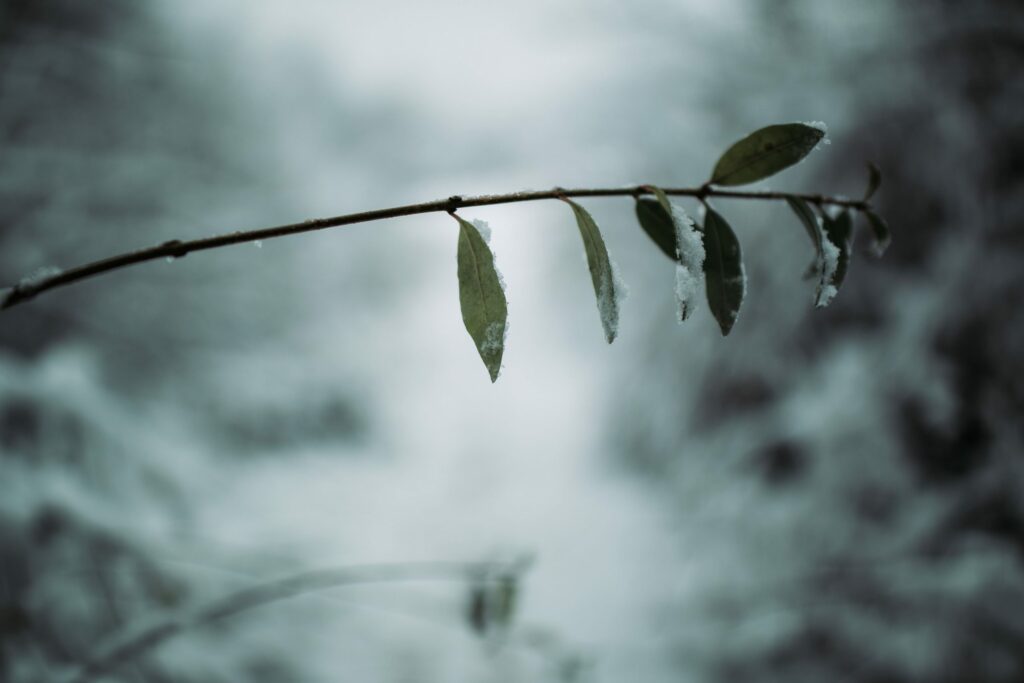 Close-up of a branch - picture taken with Samyang XP 35mm F1.2